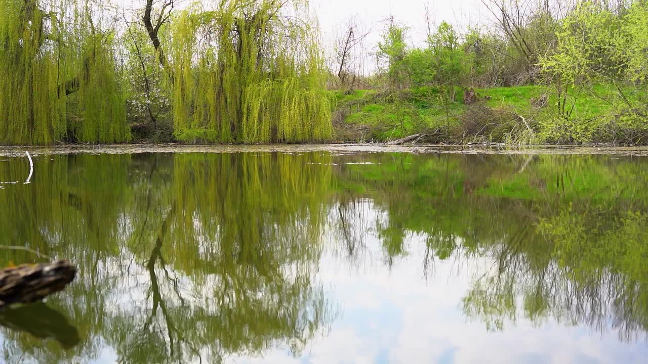 在多云的春日里，被野生植被包围的湖泊缓缓荡漾的平静镜头视频素材