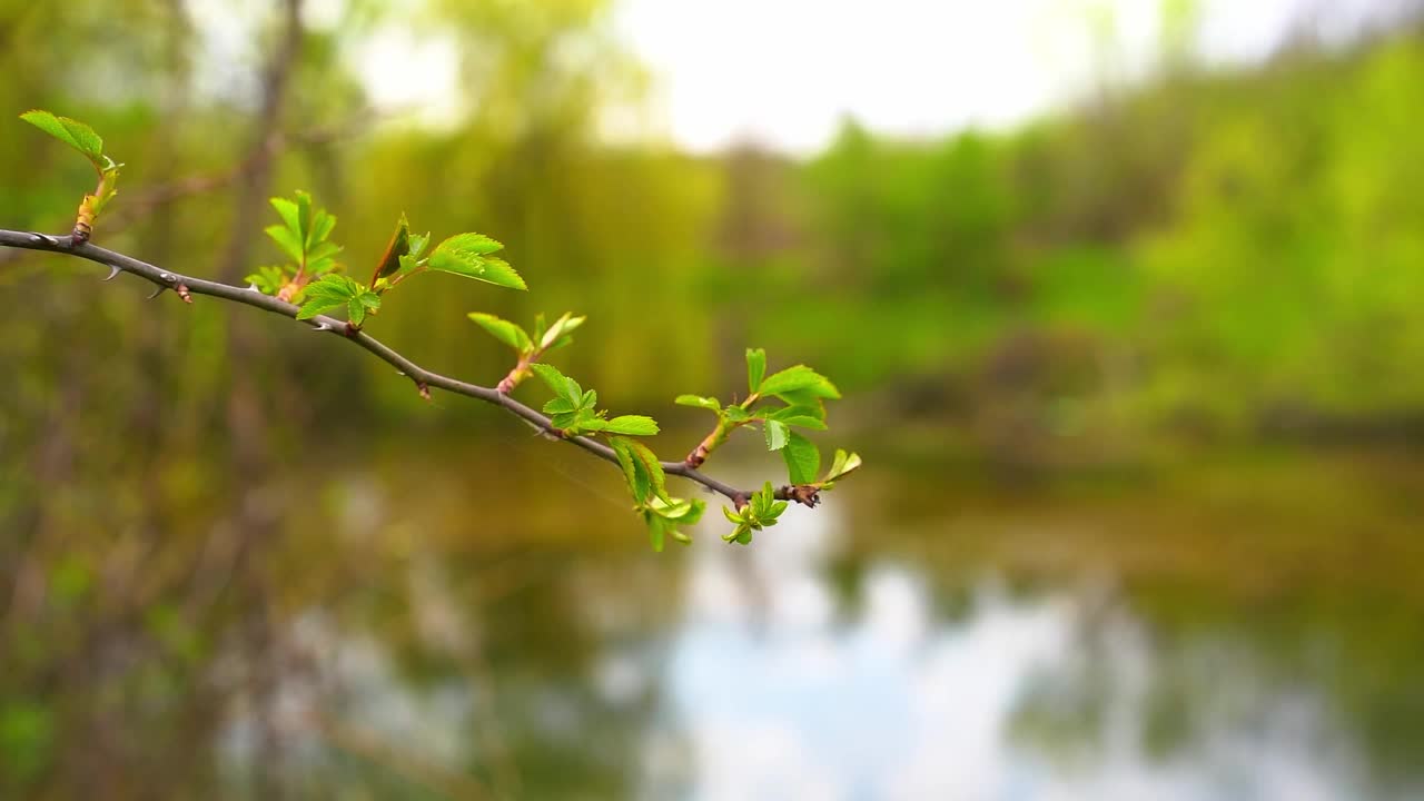 树枝上嫩叶的特写镜头和背景中湖泊的焦点变化视频素材