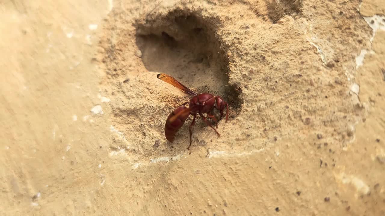 黄蜂收集泥土筑巢。视频素材