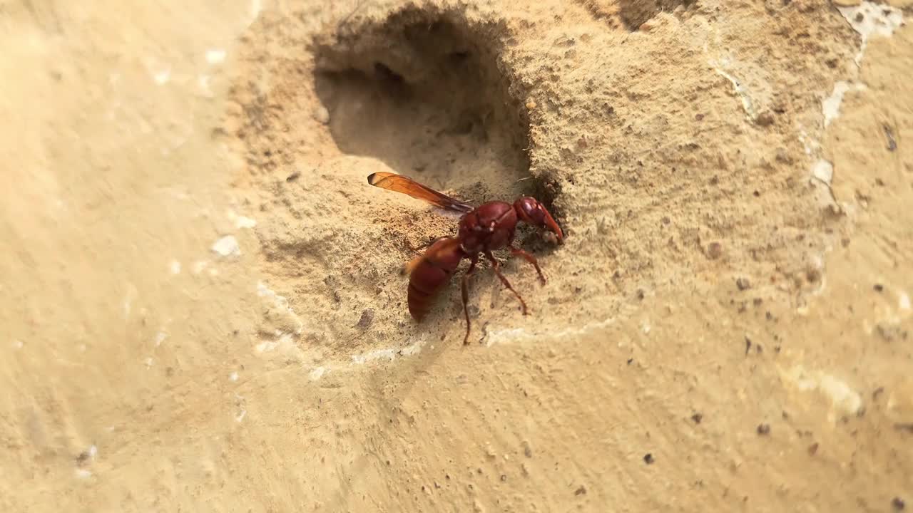 黄蜂收集泥土筑巢。印度视频素材