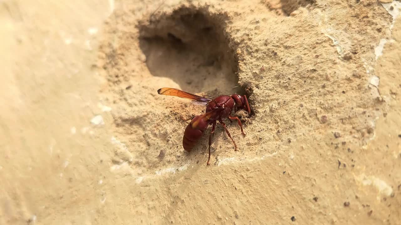 黄蜂收集泥土筑巢。印度视频素材