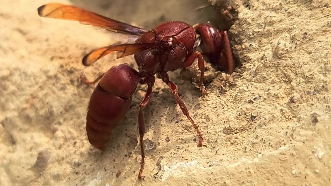 黄蜂收集泥土筑巢。印度视频素材