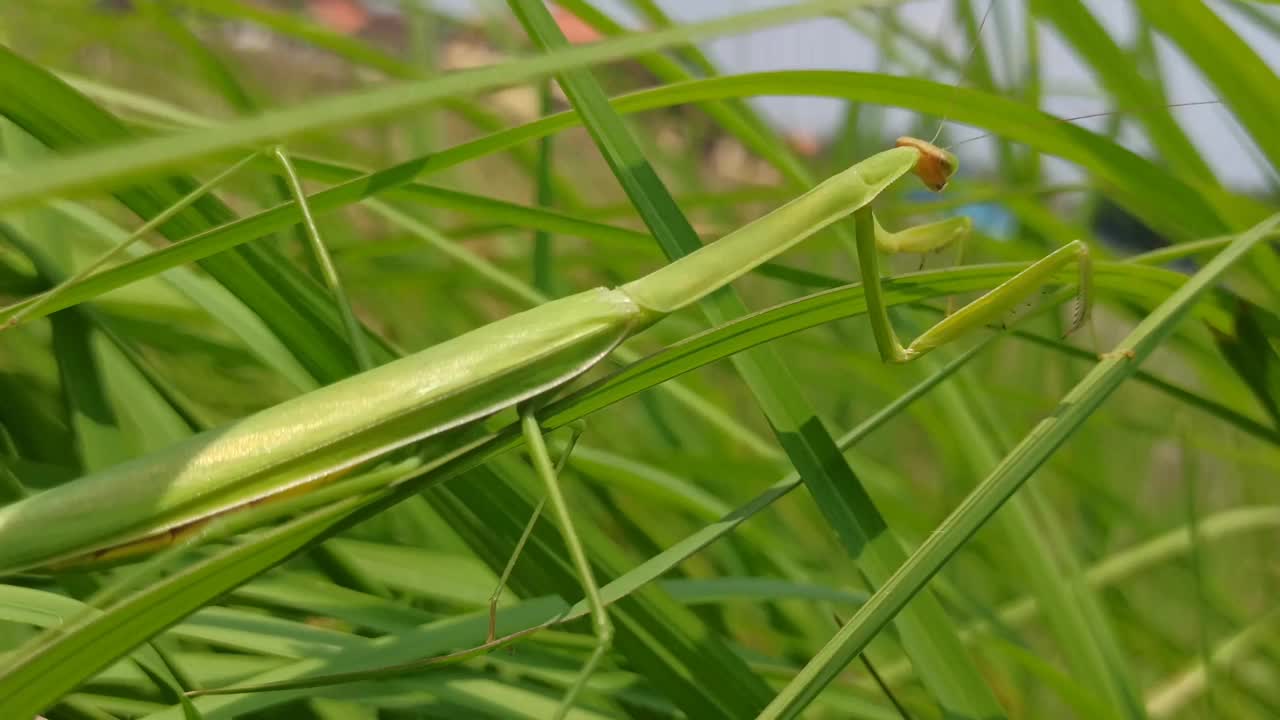 绿色的螳螂目视频素材