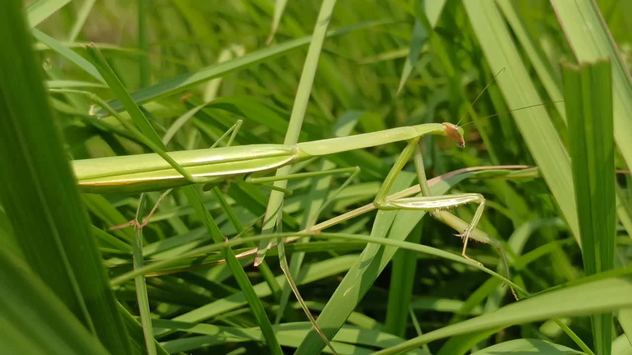 绿色的螳螂目视频素材