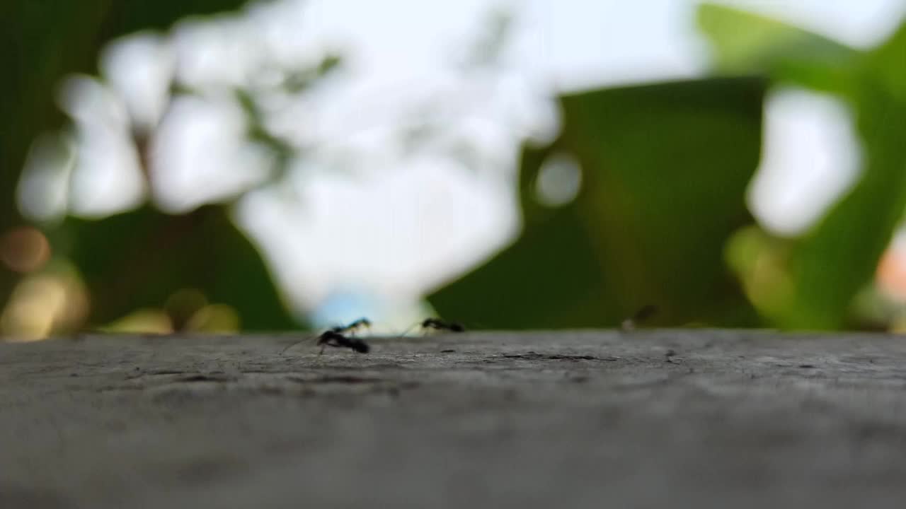 黑蚂蚁行走视频素材