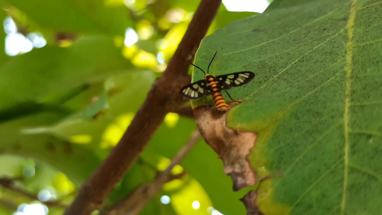 阿huebneri视频素材