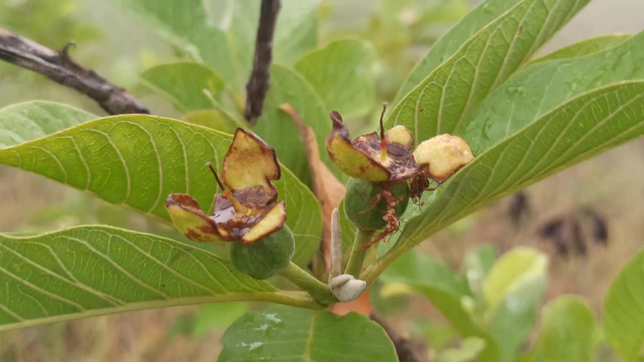 番石榴的花视频素材