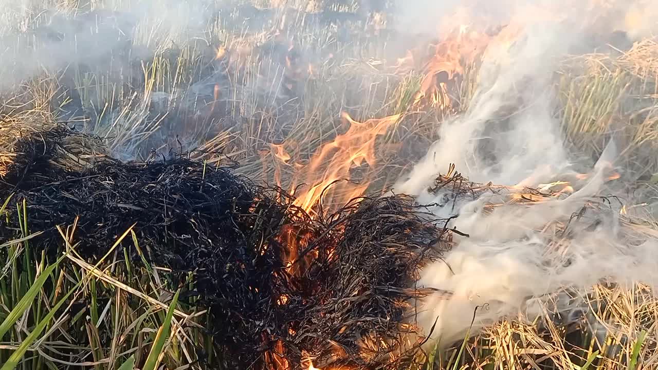 在农田上焚烧水稻作物残茬视频下载