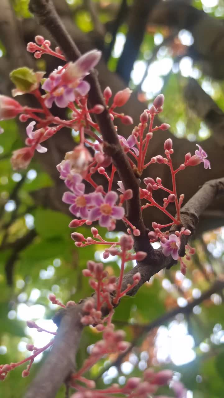 杨桃花很漂亮视频素材