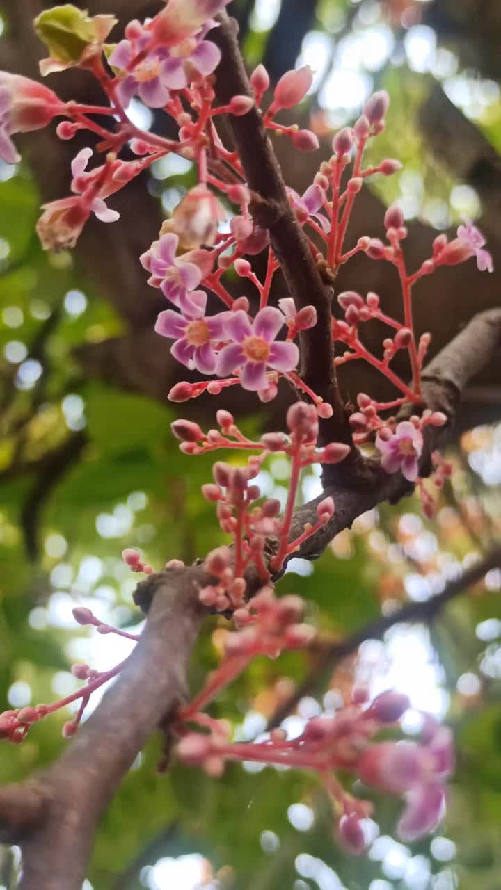 杨桃花很漂亮视频素材