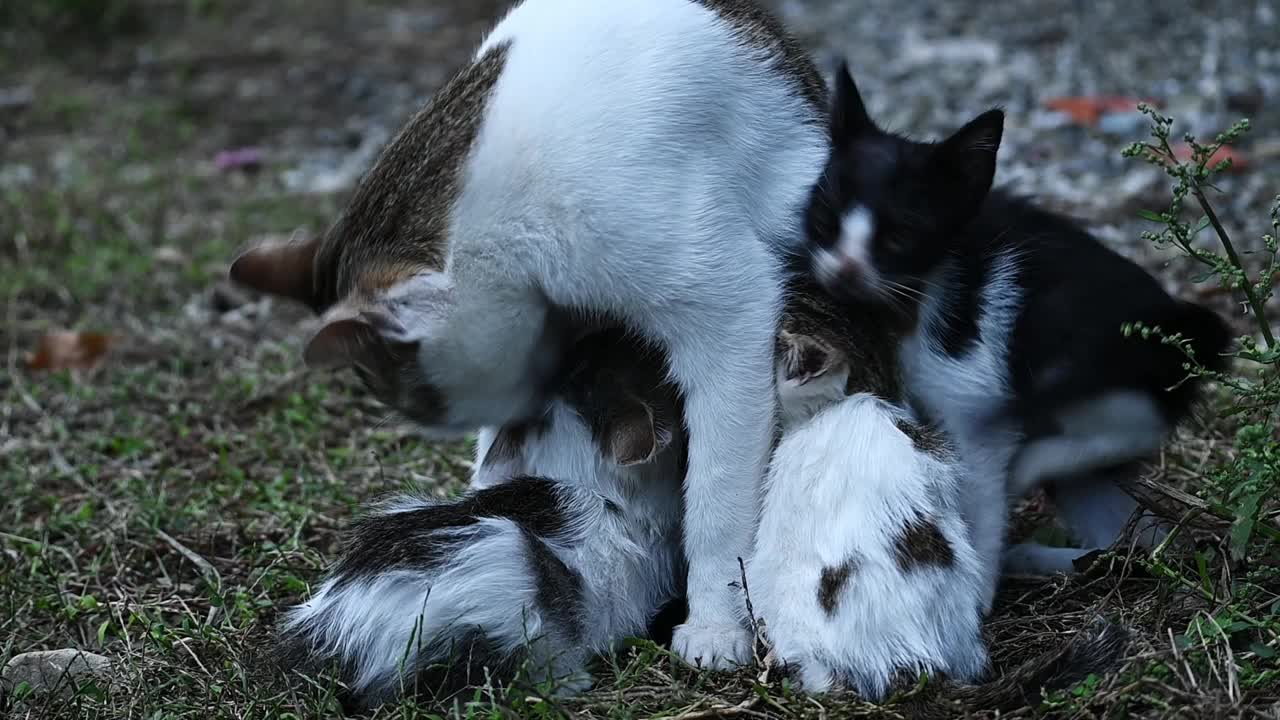 猫妈妈正在给街上出生的小猫喂奶和洗澡视频素材