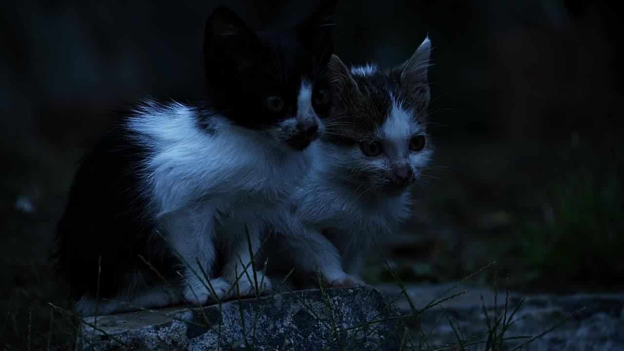 圈养的小猫，街上的小猫，被遗弃的动物视频素材