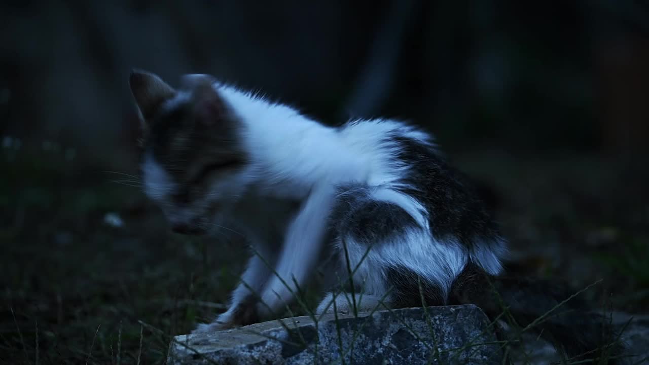 圈养的小猫，街上的小猫，被遗弃的动物视频素材