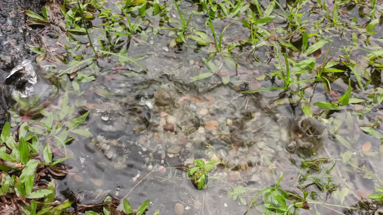 放大草地上的雨滴视频素材