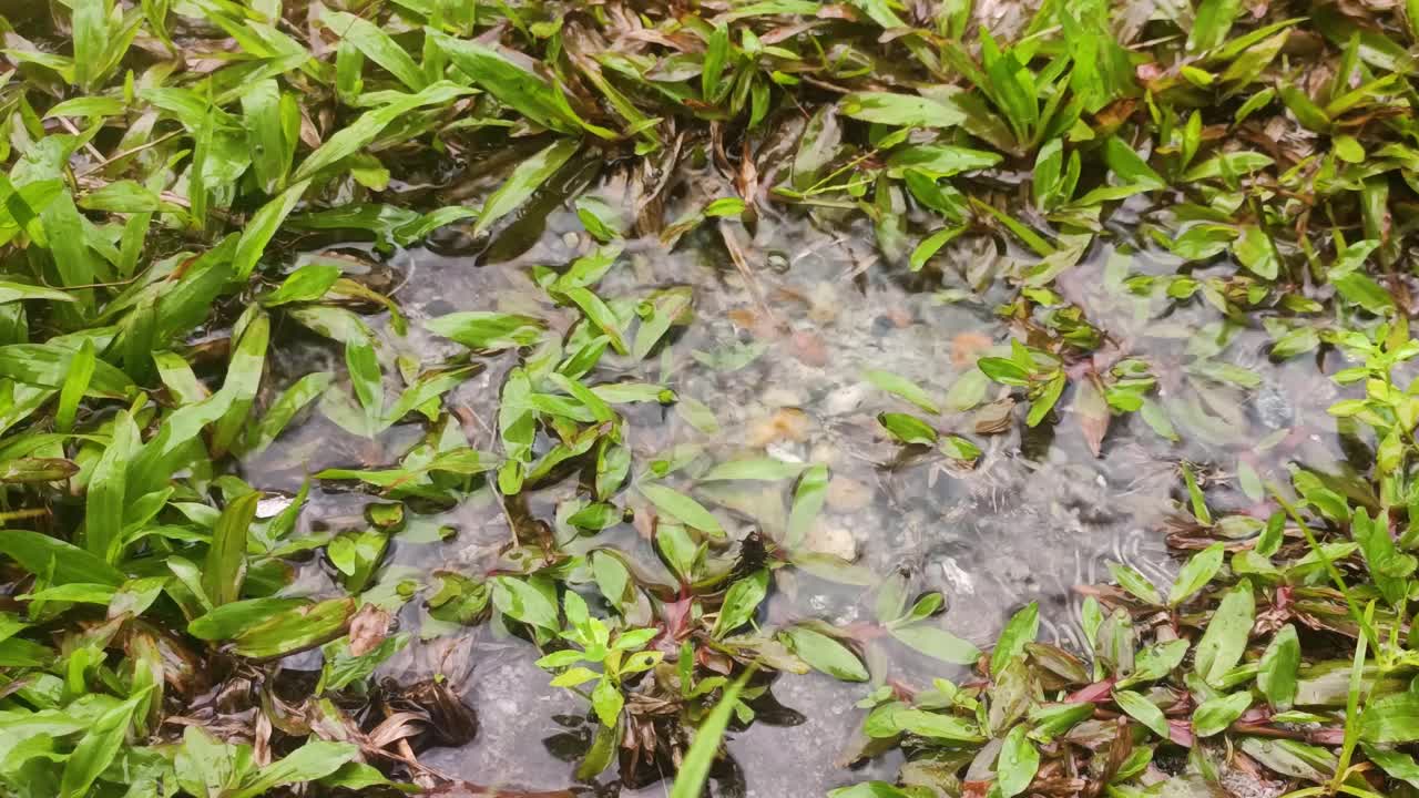 雨点落在草地上视频素材