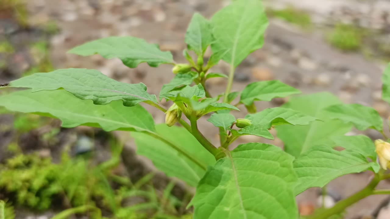 绿蕨叶自然背景视频素材