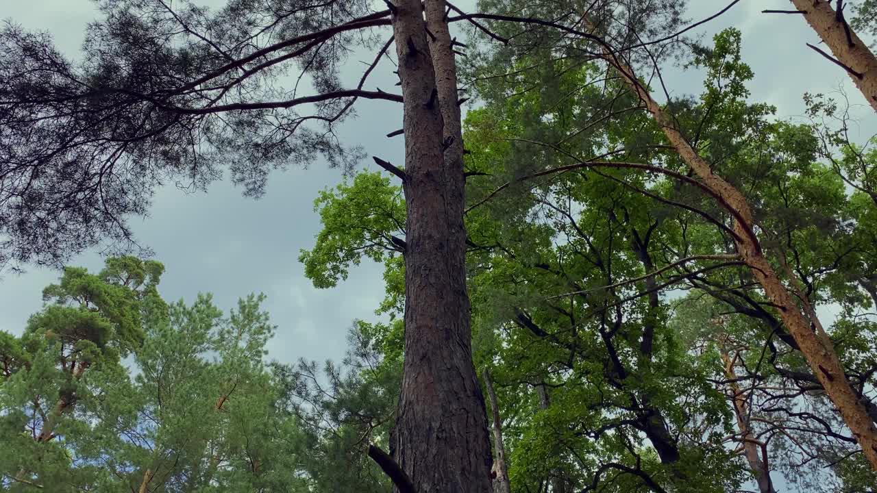 一只啄木鸟跳到树上。夏日里，绿色的森林映衬着蓝天。视频素材