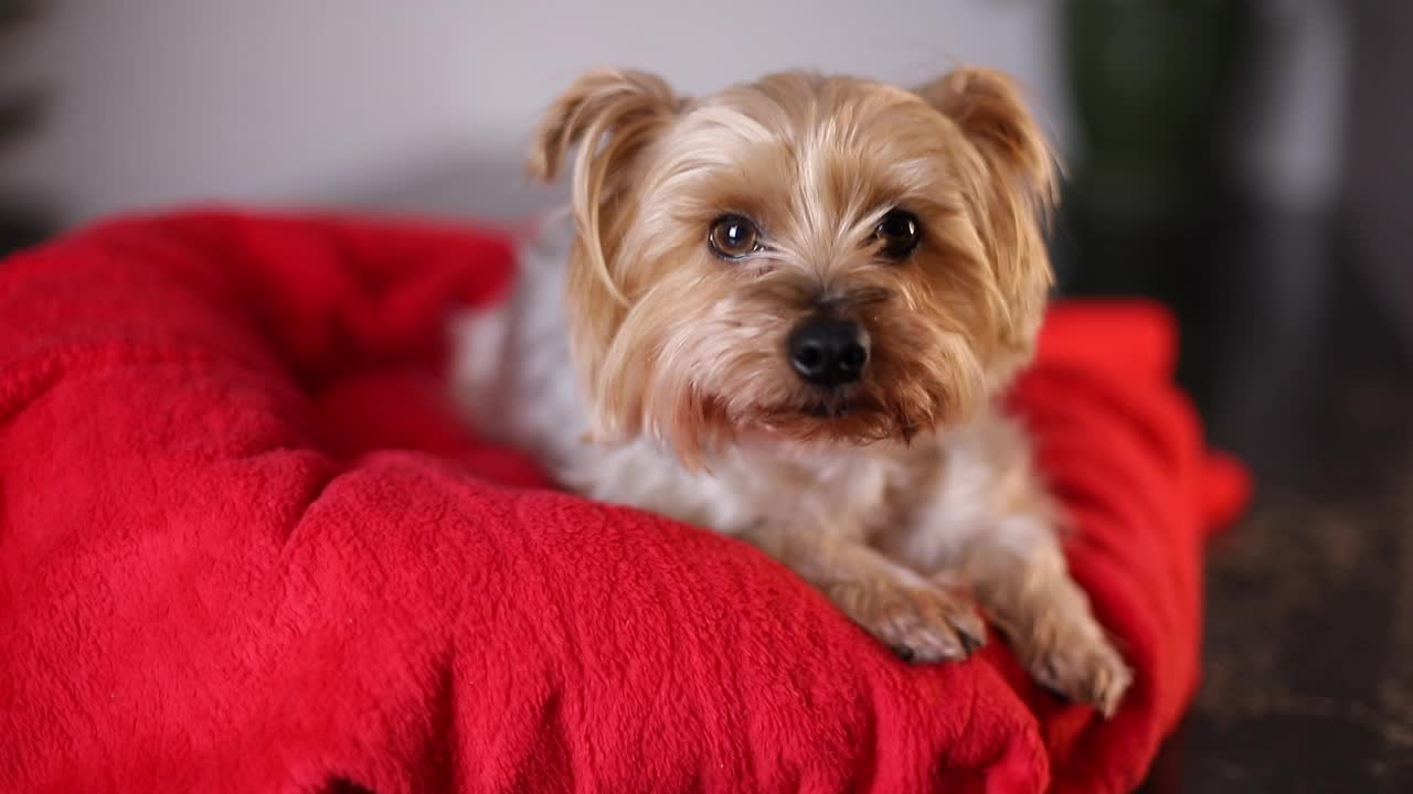 抚摸约克夏梗犬的人视频素材