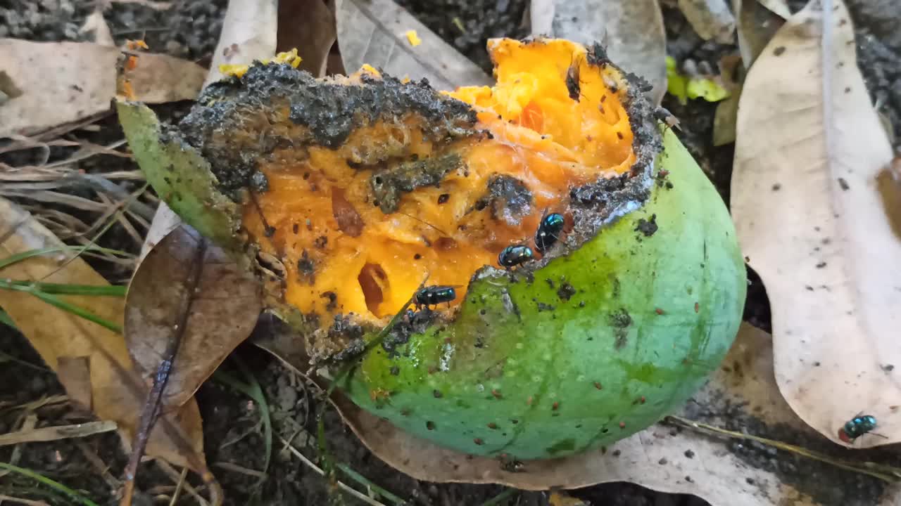 苍蝇和小昆虫围着腐烂的芒果团团转视频素材