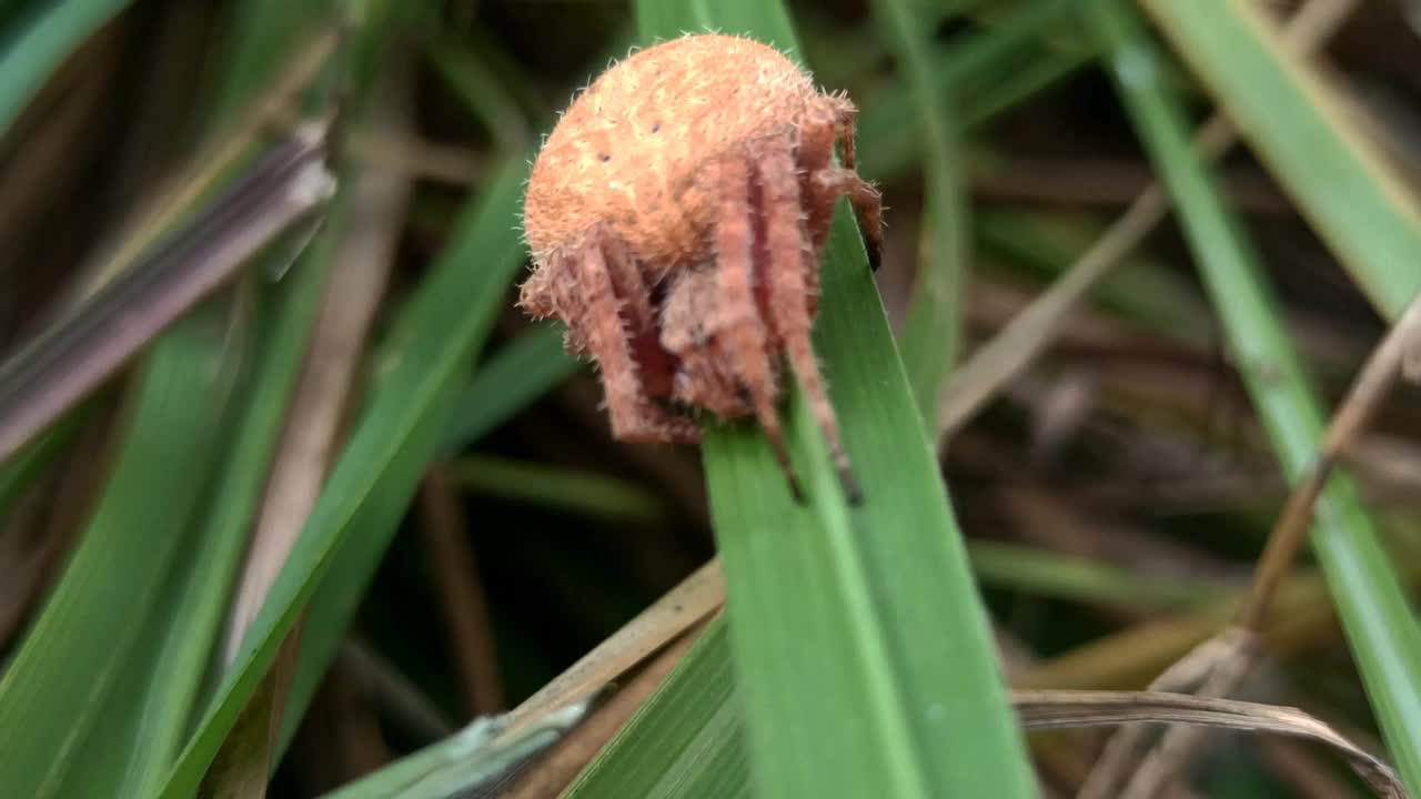 脂肪的蜘蛛视频素材