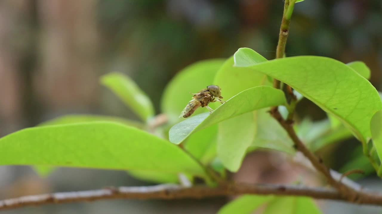 苍蝇落在植物树枝上，宏观模式视频素材