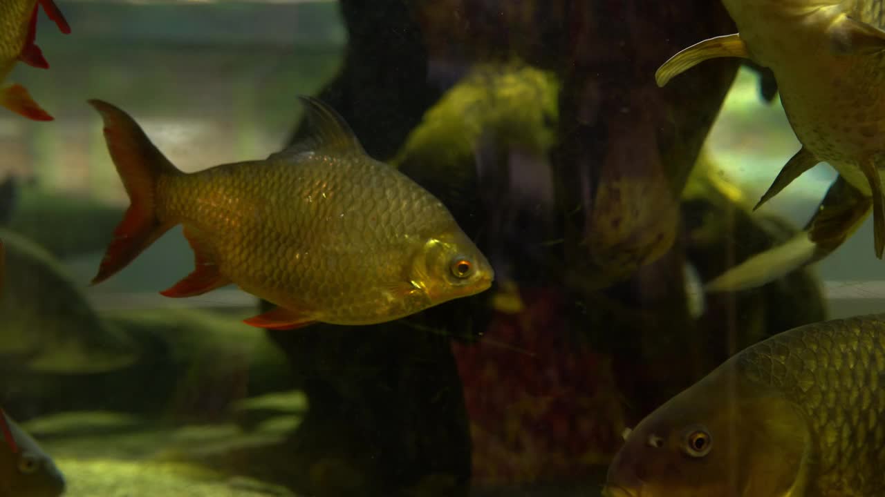 在充满活力的水族馆里，潜入海洋和异国情调鱼类的迷人奇观中。一个丰富多彩的水下世界，充满了水生奇观。视频素材