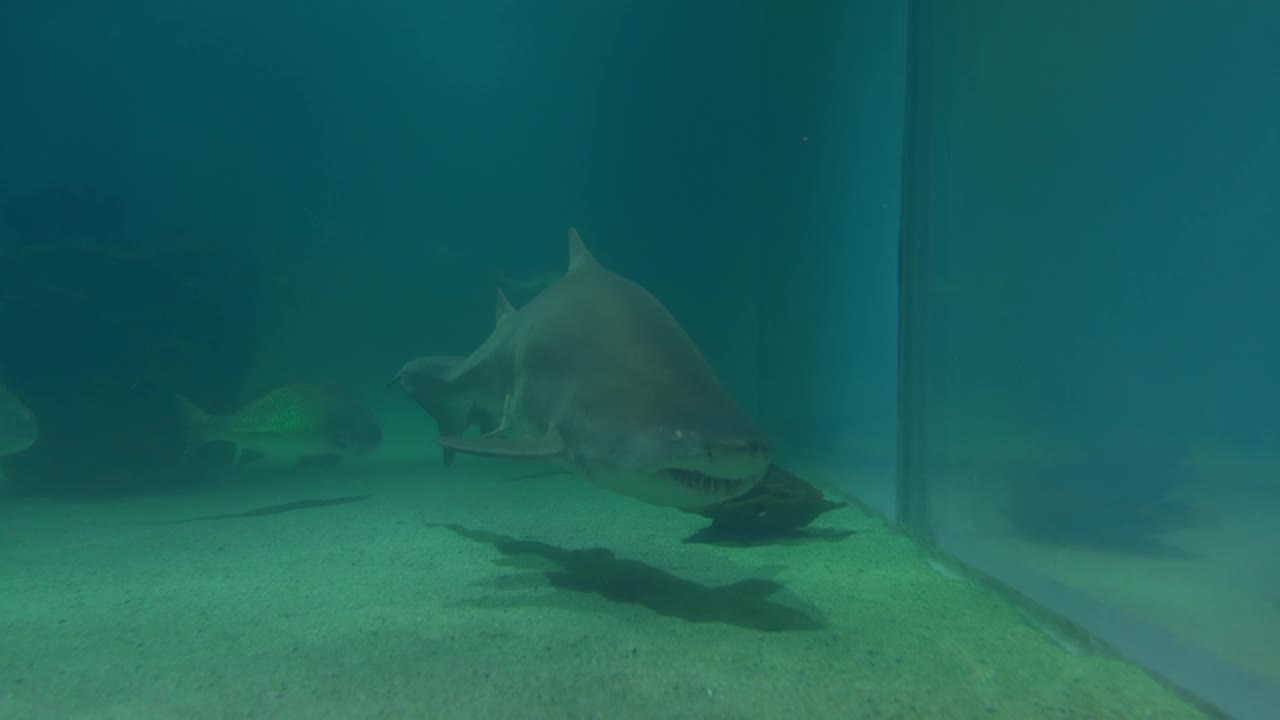 在充满活力的水族馆里，潜入海洋和异国情调鱼类的迷人奇观中。一个丰富多彩的水下世界，充满了水生奇观。视频素材