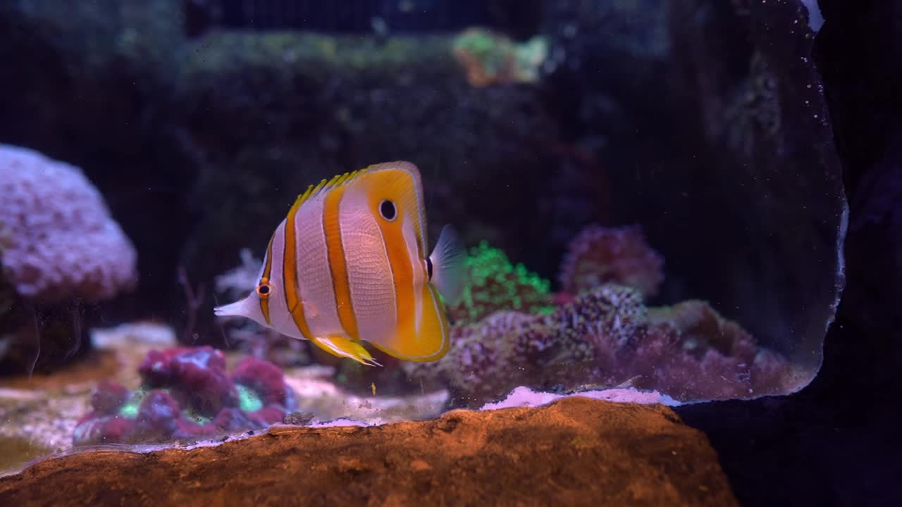 在充满活力的水族馆里，潜入海洋和异国情调鱼类的迷人奇观中。一个丰富多彩的水下世界，充满了水生奇观。视频下载