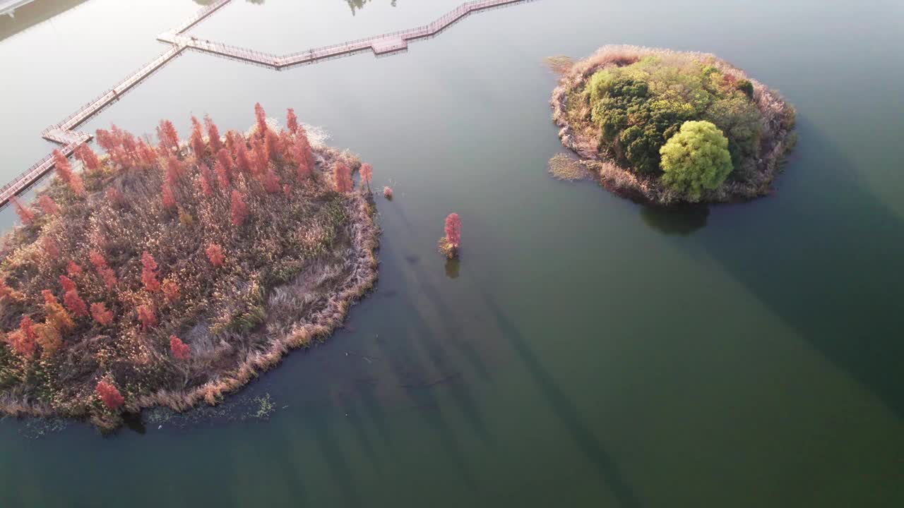 中国江苏苏州虎丘湿地公园美丽秋景的无人机视图。湖中红木森林，4k实时画面，高角度视角平移效果。视频素材