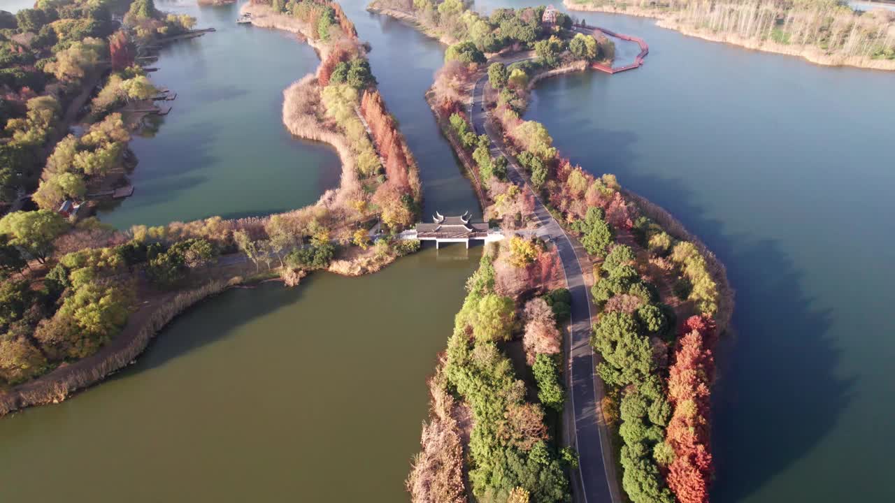 中国江苏苏州虎丘湿地公园美丽秋景的无人机视图。湖中的红木森林，4k实时画面，高视角。视频素材