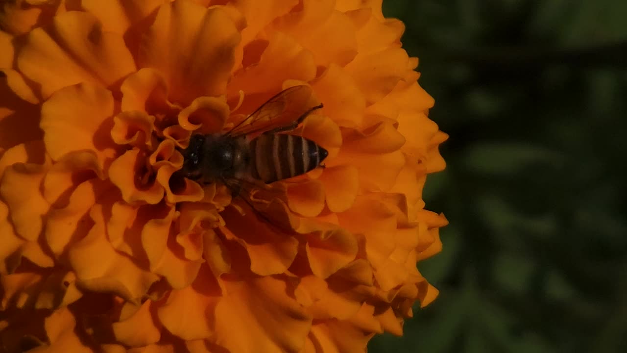 蜜蜂在花上视频素材