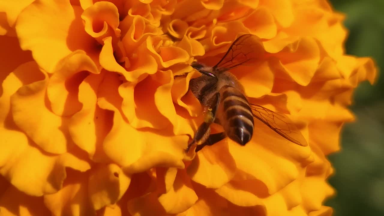 蜜蜂在花上视频素材