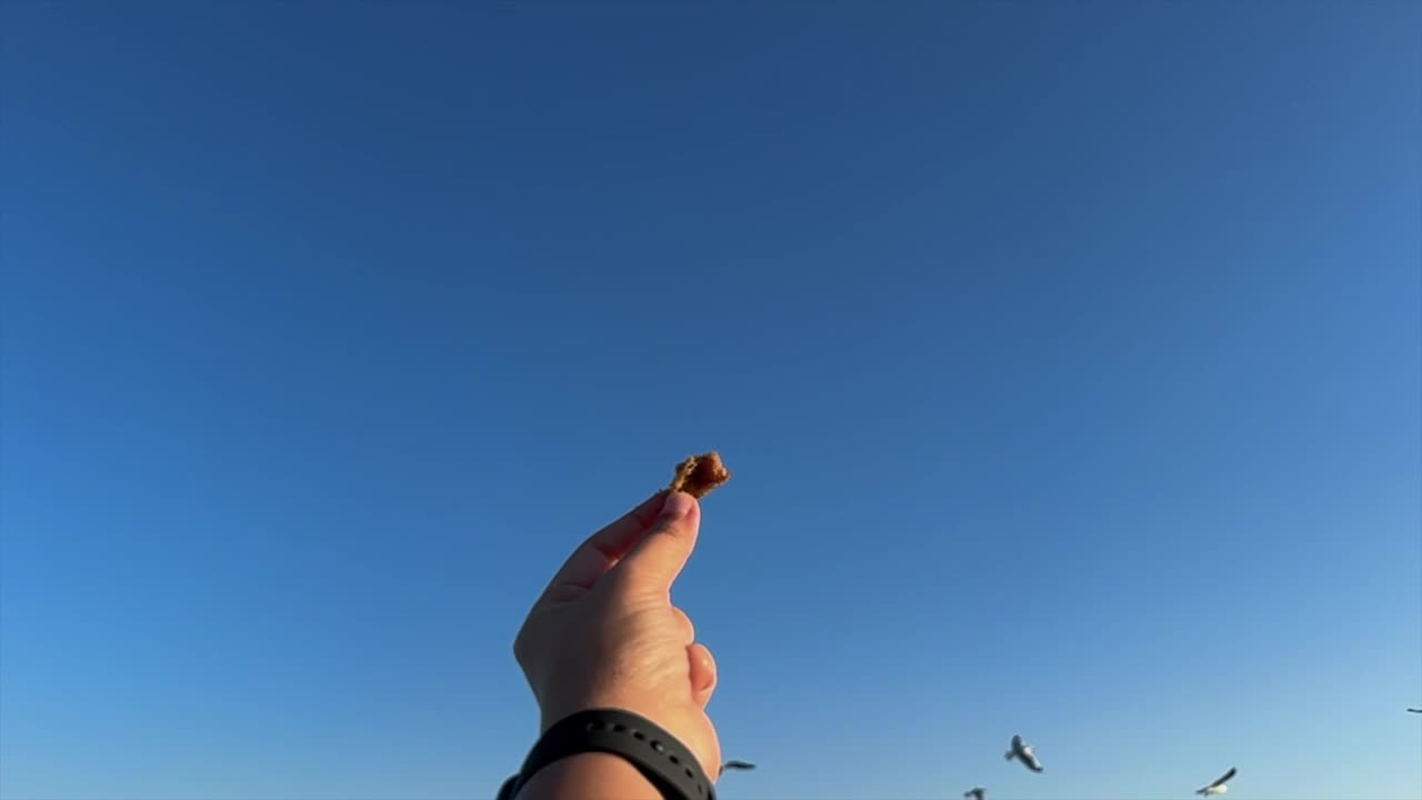 海鸥张开翅膀飞向人类手中的食物。视频下载