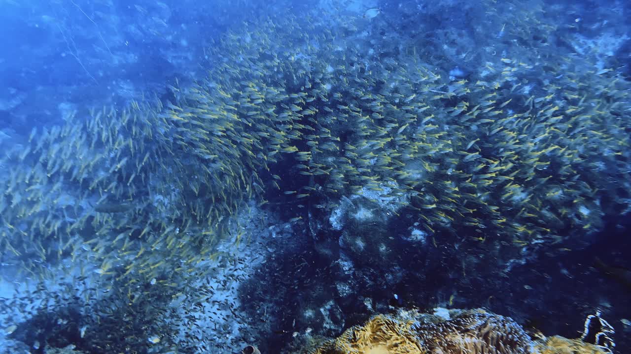 潜水时令人惊叹的黄色鱼群视频下载