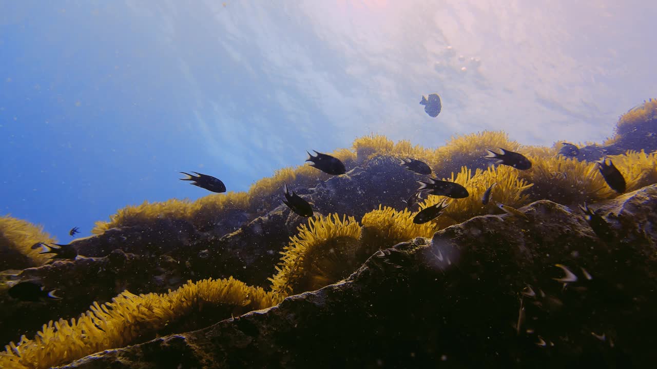 水肺潜水员潜入海葵景观视频素材