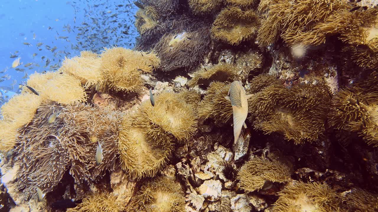 戴水肺的潜水员跟随美丽的鱼视频素材