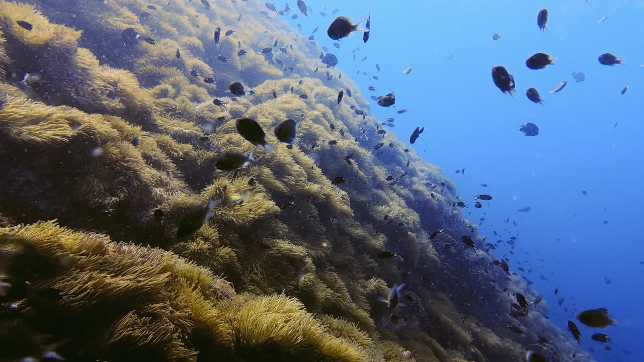 鱼在蓝色的海洋里游泳视频下载