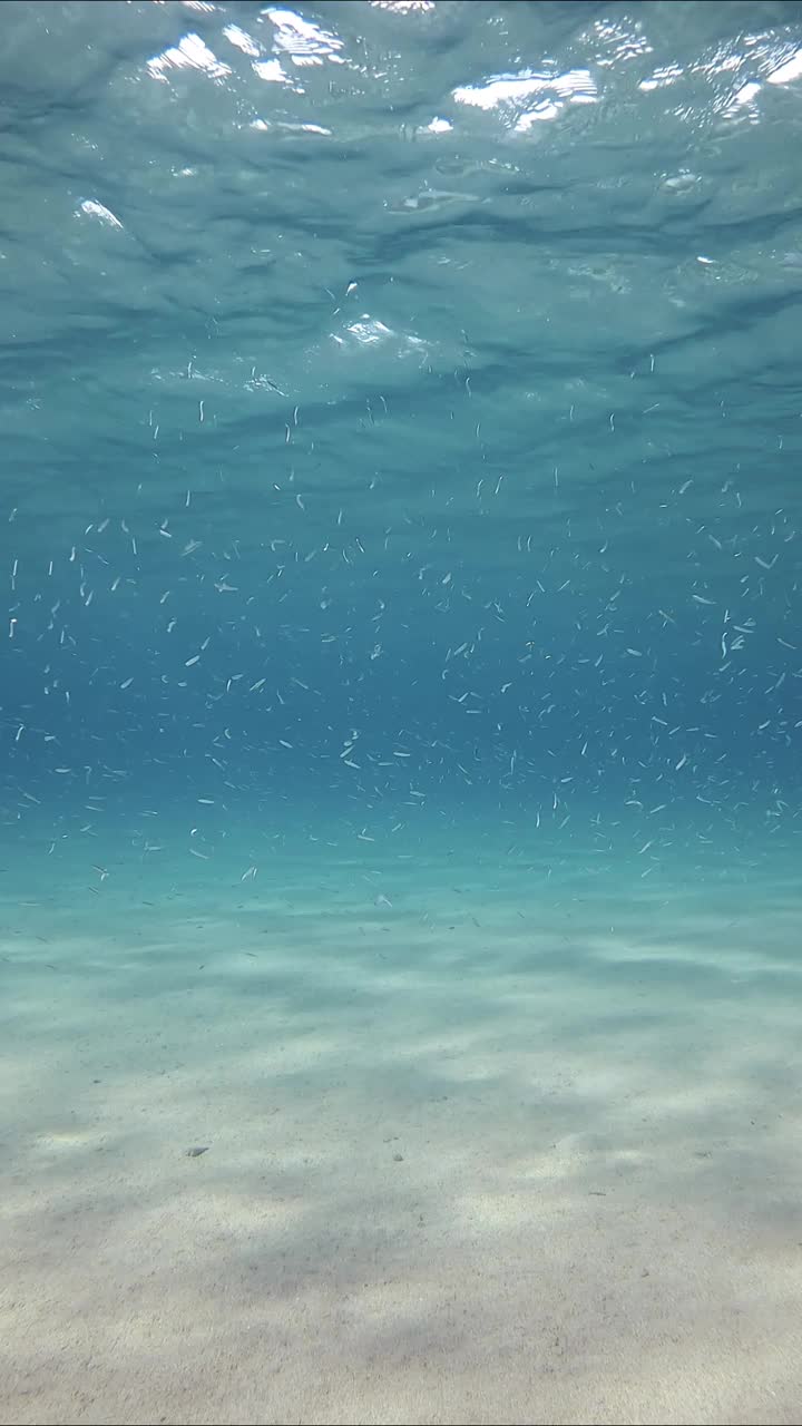 许多小鱼在浅水区的蓝色水中游过水面视频素材