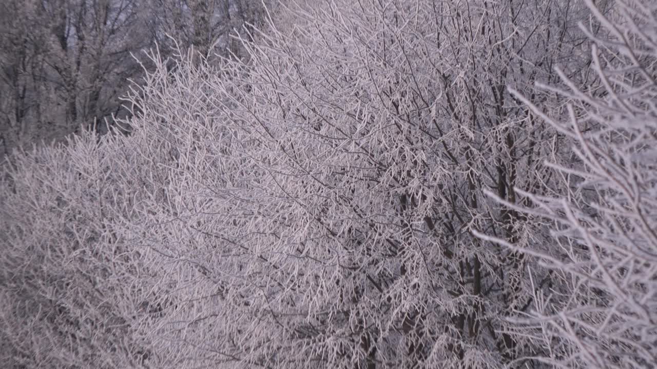 冬天结霜的树木和田野，放大视频素材