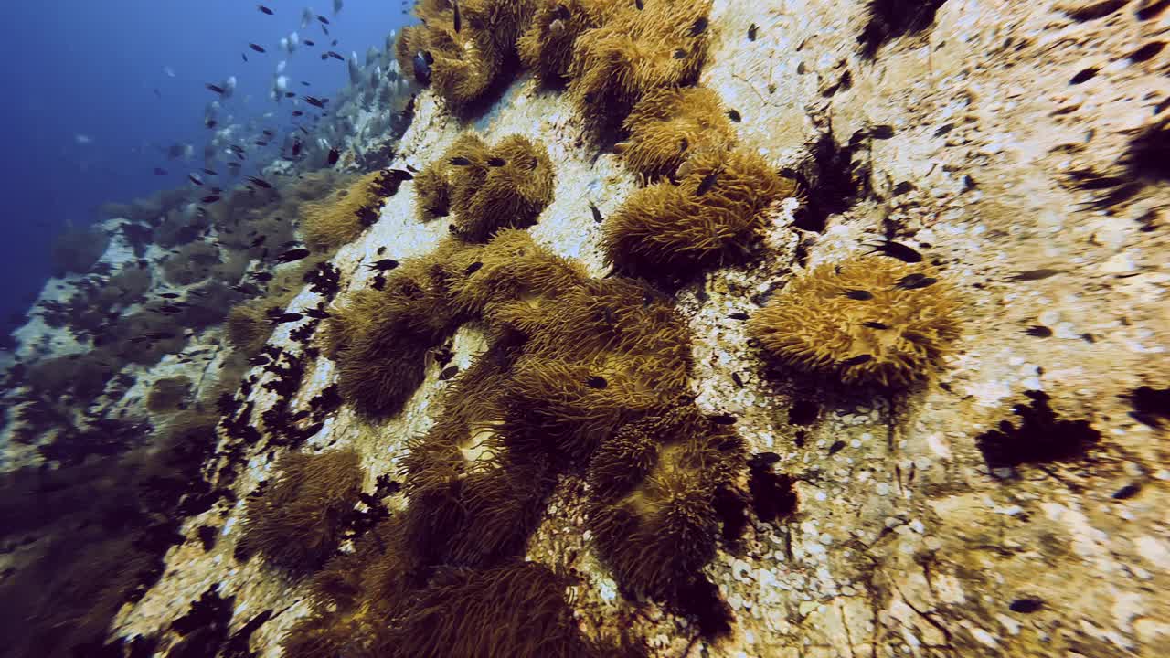 在涛岛布满珊瑚的海底滑翔视频素材