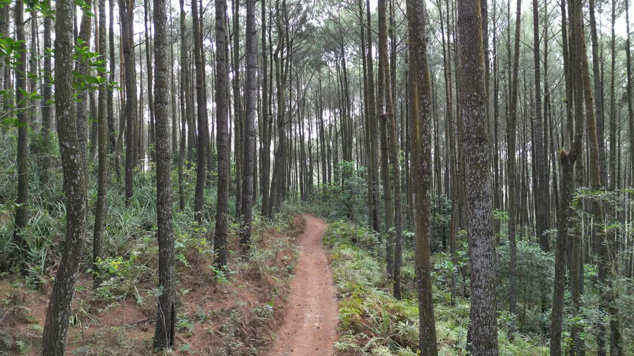 连绵不绝的单车道小路或山路上浓密的云杉林树木的4k视频片段。柔和的晨雾笼罩着美丽的松林。国际森林日，世界环境日的概念。视频素材