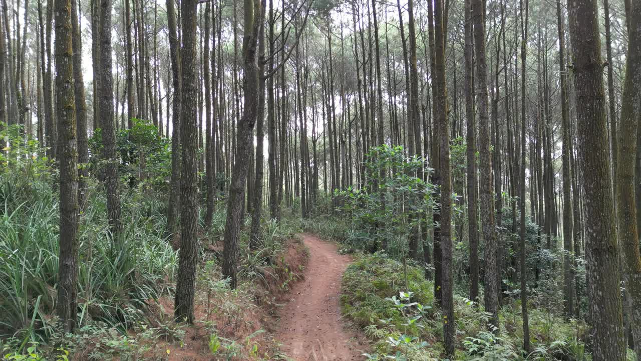 连绵不绝的单车道小路或山路上浓密的云杉林树木的4k视频片段。柔和的晨雾笼罩着美丽的松林。国际森林日，世界环境日的概念。视频素材