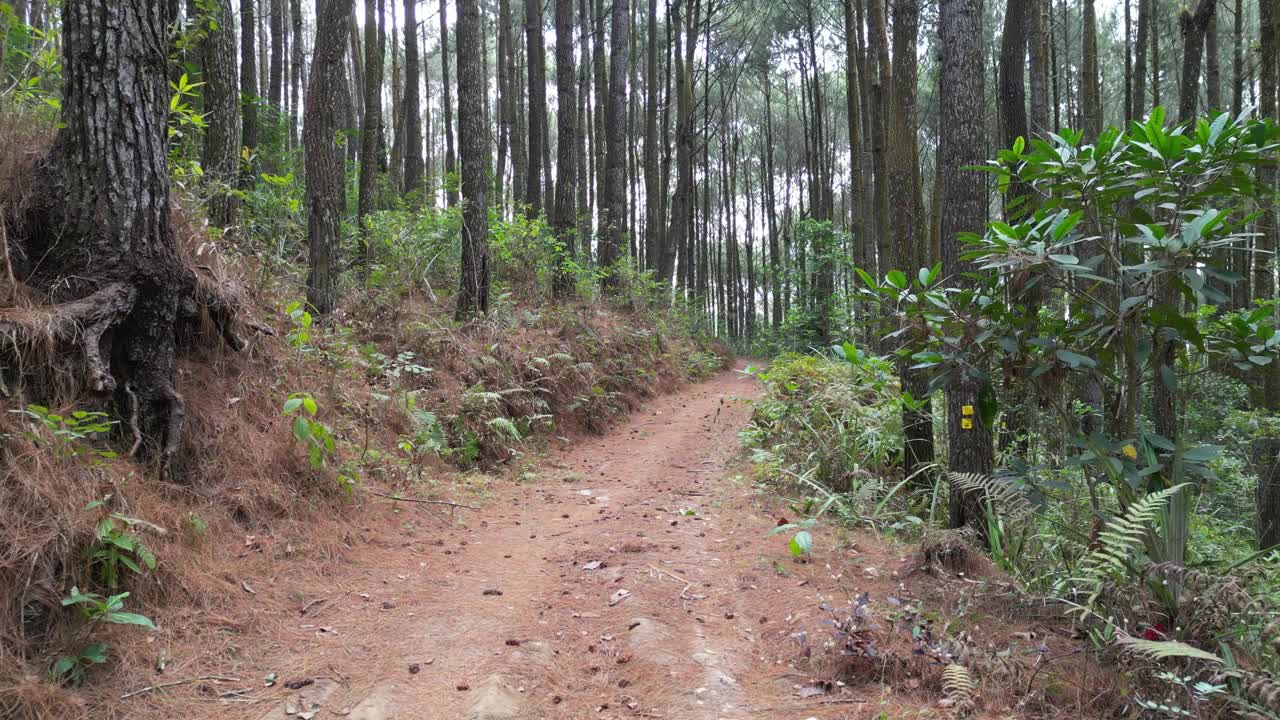 连绵不绝的单车道小路或山路上浓密的云杉林树木的4k视频片段。柔和的晨雾笼罩着美丽的松林。国际森林日，世界环境日的概念。视频素材