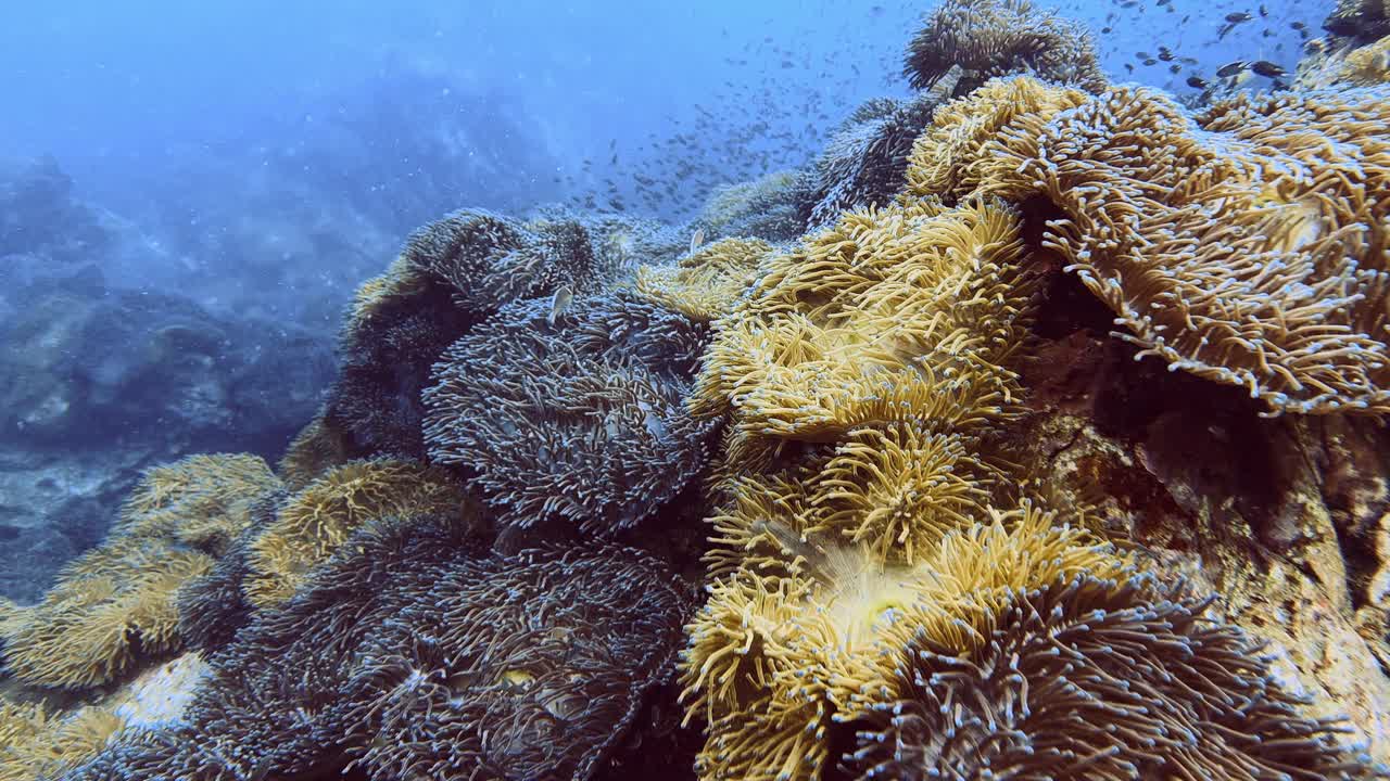 神奇的海底世界，有珊瑚和海葵鱼视频下载