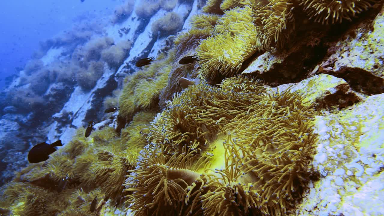 愤怒的海葵鱼守护珊瑚礁的特写视频下载