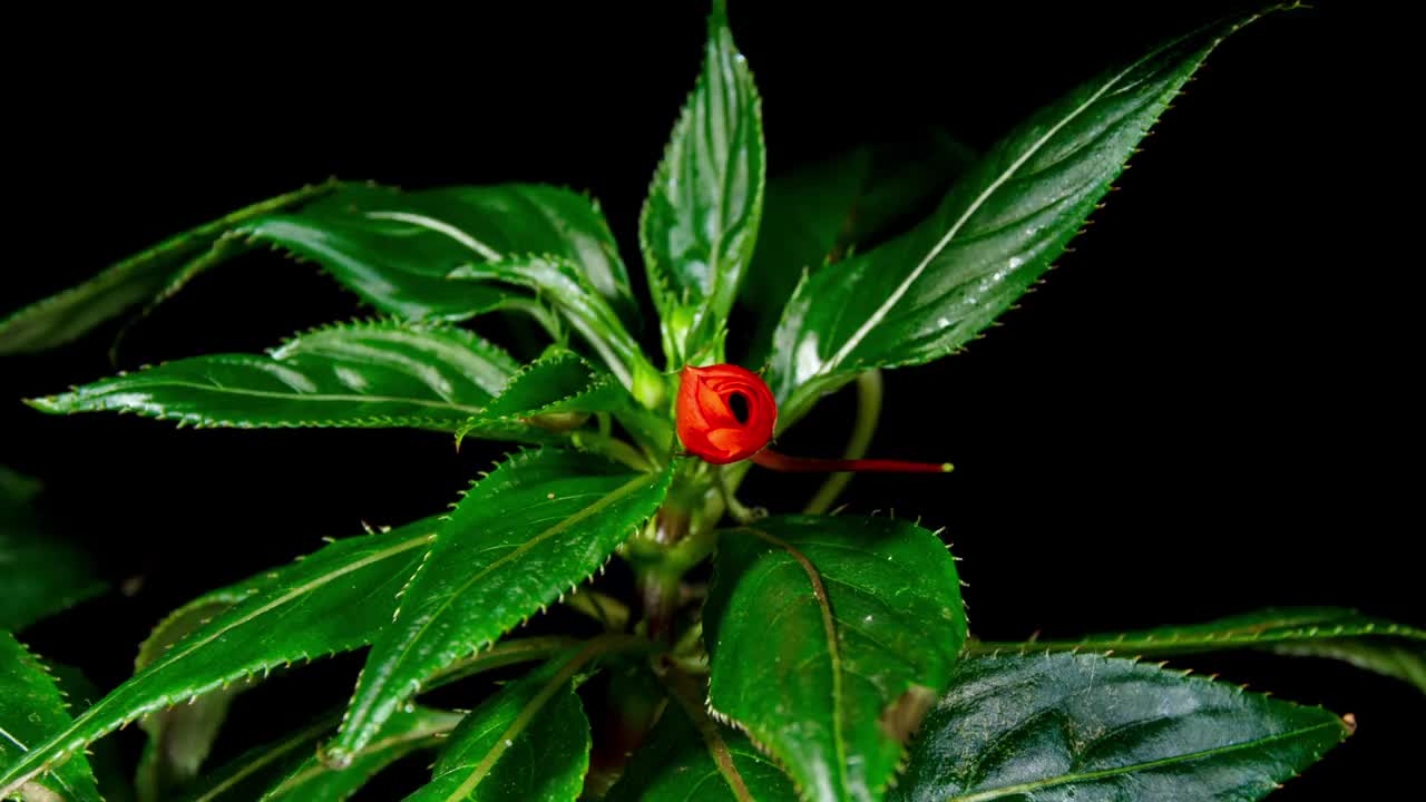 橙凤仙花或忙碌的丽齐花开在时间流逝作为一个流行的开花植物凤仙花科。红色一年生或多年生植物在蓝色背景上开花视频素材