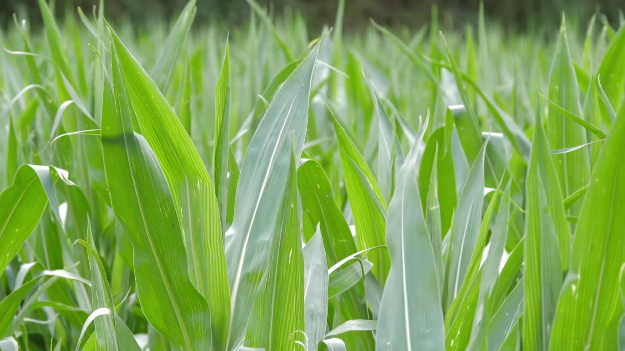 近距离看鲜绿的玉米玉米麦田随风飘荡，农业用地视频素材