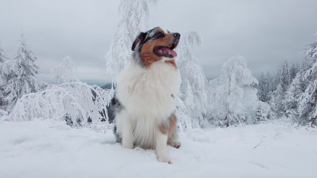 澳大利亚牧羊犬肖像在雪寒冷的冬季景观视频下载