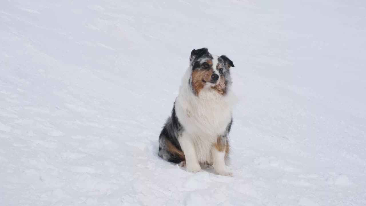 澳大利亚牧羊犬肖像在雪寒冷的冬季景观视频下载