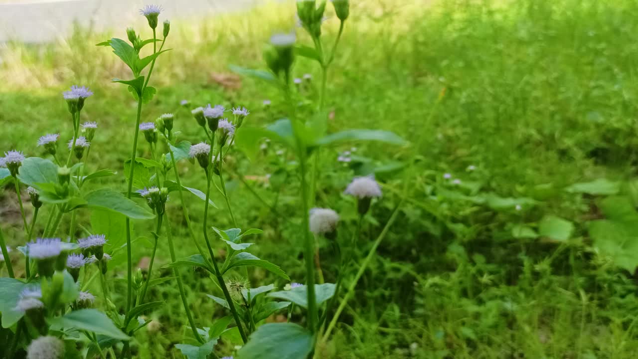 绿色隼形花序观。视频素材